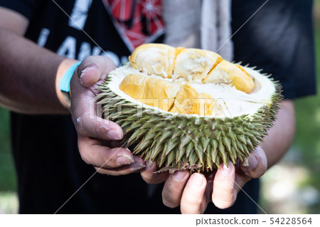 Hand holding freshly harvested organic durian with 54228564