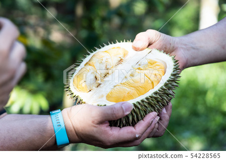 Hand holding freshly harvested organic durian with Hand holding freshly harvested organic durian with 54228565