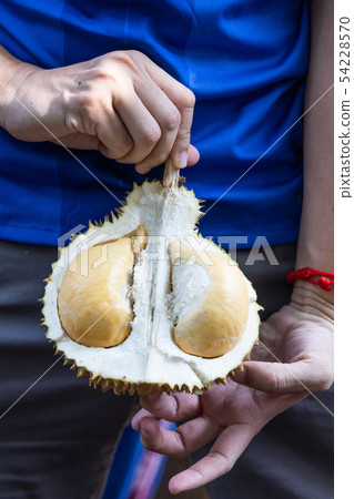 Hand holding freshly harvested organic durian with 54228570