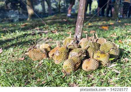 Freshly harvested organic durian from durian Freshly harvested organic durian from durian 54228577