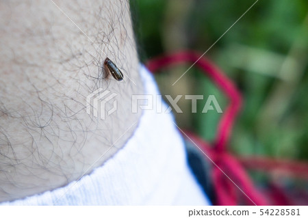 Leech biting leg of person during hiking in 54228581