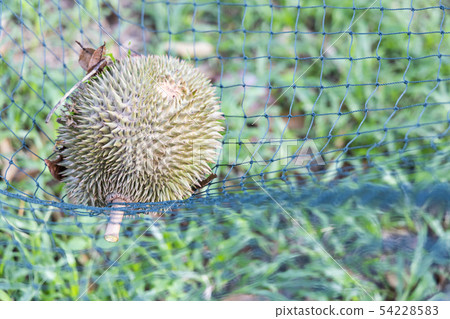 Ripe durian landed on safety net to cushion fall Ripe durian landed on safety net to cushion fall 54228583