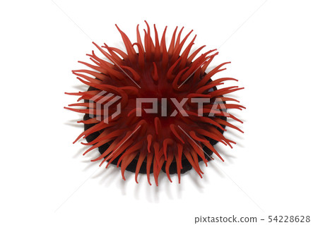 Umboshi sea anemone 54228628