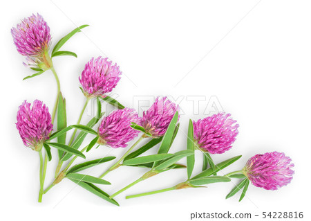 Clover or trefoil flower medicinal herbs isolated on white background with copy space for your text Clover or trefoil flower medicinal herbs isolated on white background with copy space for your text 54228816