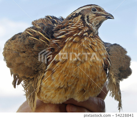 man holds a quail in his hand against the blue sk man holds a quail in his hand against the blue sk 54228841