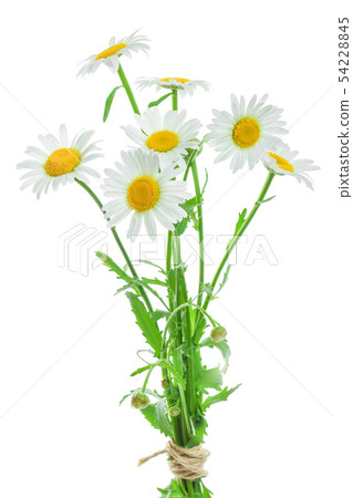 one chamomile or daisies with leaves isolated on white background one chamomile or daisies with leaves isolated on white background 54228845