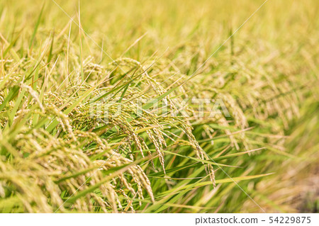 Harvested rice Minuma rice field autumn Harvested rice Minuma rice field autumn 54229875