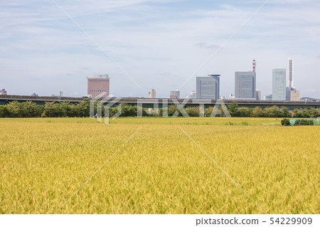Harvested rice Minuma rice field autumn Harvested rice Minuma rice field autumn 54229909