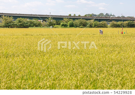 Harvested rice Minuma rice field autumn 54229928