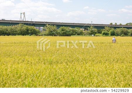 被收穫的米Minuma米領域秋天 54229929