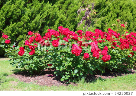 玫瑰花百合馬琳 54230027