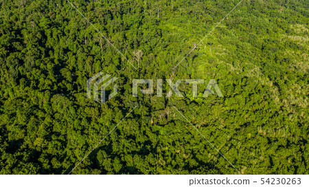 Aerial view of forest, Background of forest view Aerial view of forest, Background of forest view 54230263