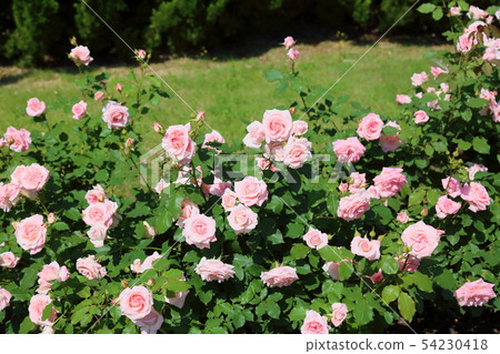 Roses 54230418