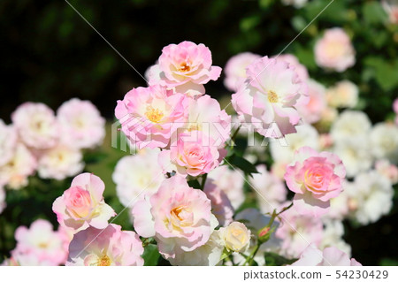 Roses flower Matilda Roses flower Matilda 54230429