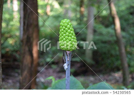 Fruit of Ten Nansho Fruit of Ten Nansho 54230565