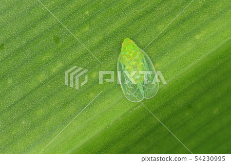 Creatures Insect Midorigunbaunka, vivid green like painted with highlighter is beautiful 54230995
