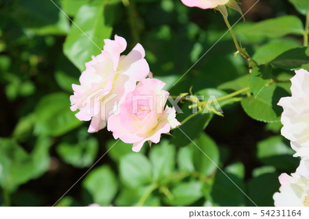 Roses flower Matilda Roses flower Matilda 54231164