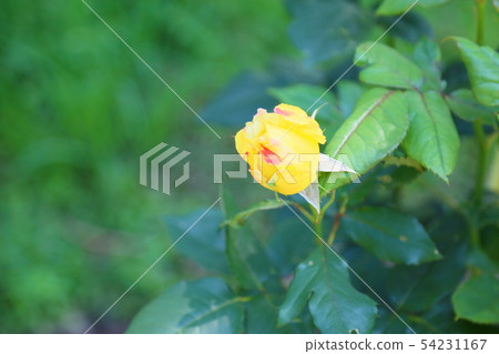 Rose flowers Bella Roma Rose flowers Bella Roma 54231167
