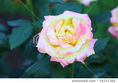 Rose flowers Bella Roma Rose flowers Bella Roma 54231168