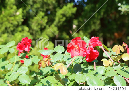 Rose flower Salaband Rose flower Salaband 54231504