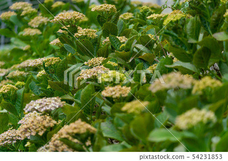 Hydrangea buds Hydrangea buds 54231853