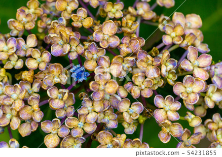 Hydrangea buds Hydrangea buds 54231855