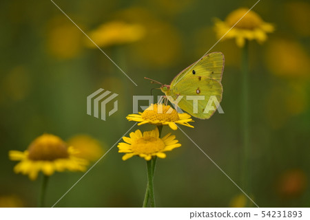 Flowers and Butterflies (Dear's Chamomile and Monkey Butterfly) Flowers and Butterflies (Dear's Chamomile and Monkey Butterfly) 54231893