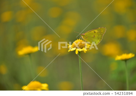 Flowers and Butterflies (Dear's Chamomile and Monkey Butterfly) 54231894