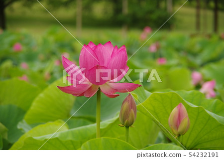 Ancient lotus flower 54232191