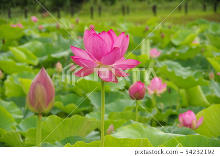 Ancient lotus flower 54232192