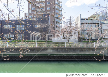 Daiyoko河櫻花開始綻放 54232243