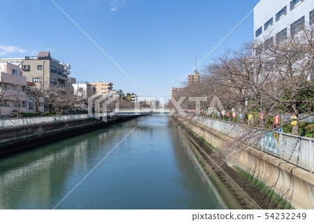 Daiyoko河櫻花開始綻放 54232249