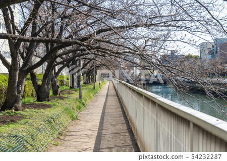 Daiyoko River cherry blossoms beginning to bloom 54232287