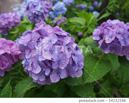 Hydrangea on a rainy day 54232586