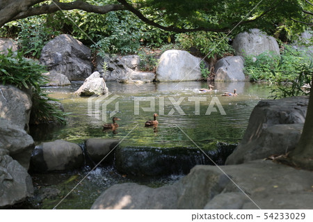 鴨子和池塘 / 鶴見綠地公園(大阪市) 鴨子和池塘 / 鶴見綠地公園(大阪市) 54233029