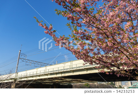 Former Nakagawa Riverbed Kawazu Sakura 54233253