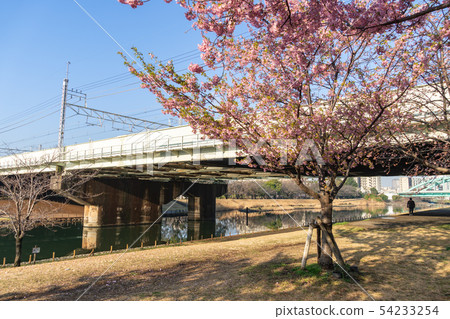 舊中川河床河津櫻 54233254