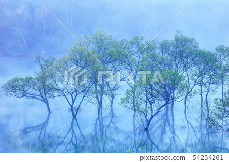 Morning mist and fresh green Lake Shirakawa 54234261