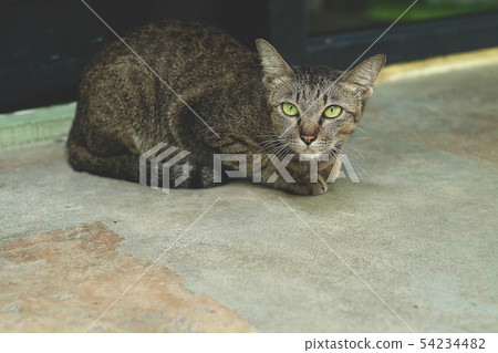 The cat sat on the gray floor. The cat sat on the gray floor. 54234482