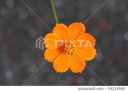 Yellow flower cosmos 54234560