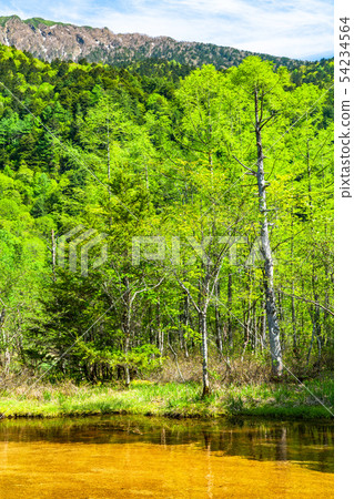 << Nagano Prefecture> Fresh green Kamikochi, Tashiro Pond 54234564