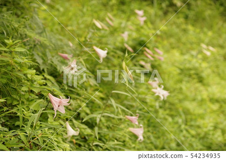 花百合（2） 54234935