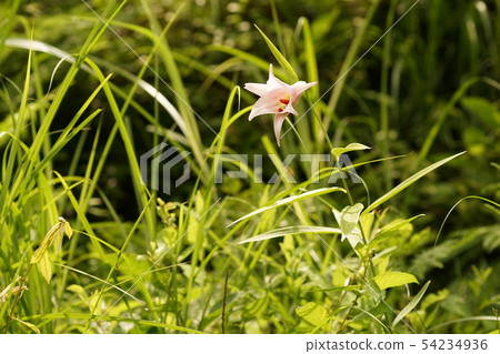 花百合（3） 54234936