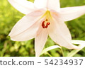 花百合（4） 54234937