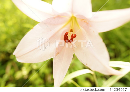 花百合(4) 花百合(4) 54234937