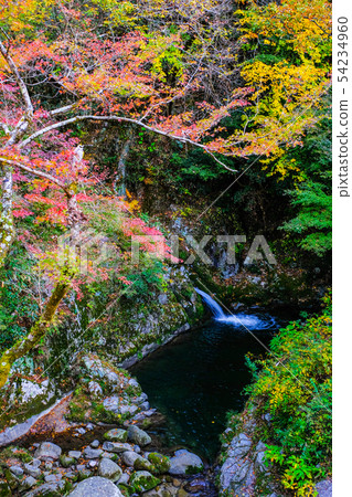 A view from the Hananuki Valley and Shiomi Falls Suspension Bridge (autumn) 54234960