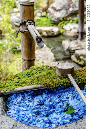 Yanagiya Kannon繡球花 54235061