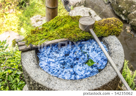 Yanagiya Kannon繡球花 54235062