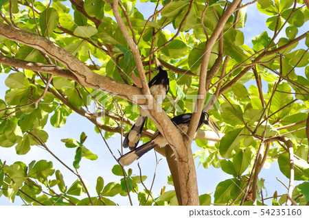 hornbill bird,bucerotidae bird ,great hornbill 54235160