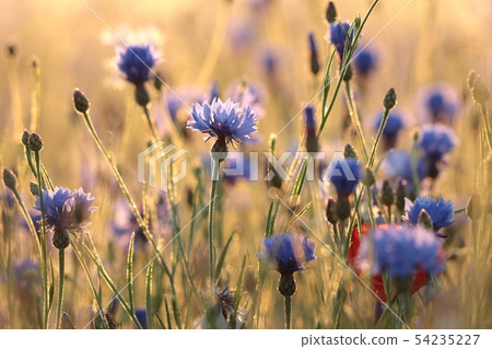 Cornflower in the field at dusk 54235227